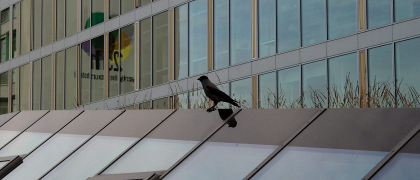 building-bird-control