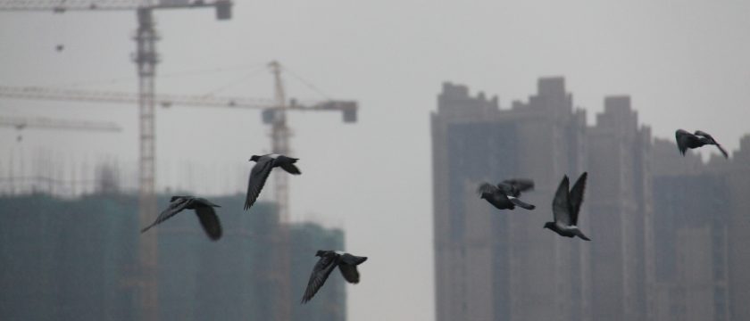 commercial-bird-control