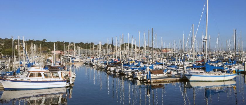 marine- bird-control