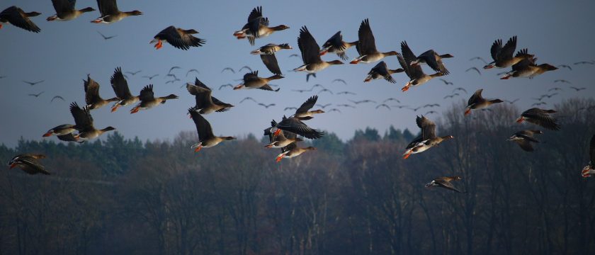 wild-geese-1148899_1920