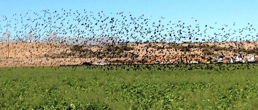 bird-crops