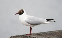 Black Headed Gull