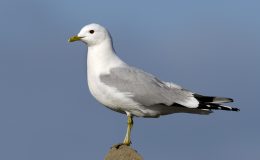 Common Gull