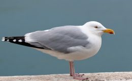 Herring Gull