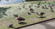 park with birds