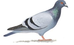 Pigeon