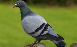 pigeon 2