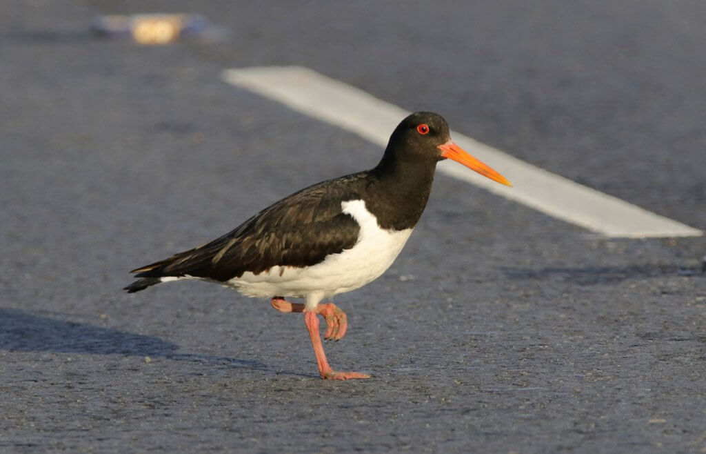 The oystercatcher and the airport