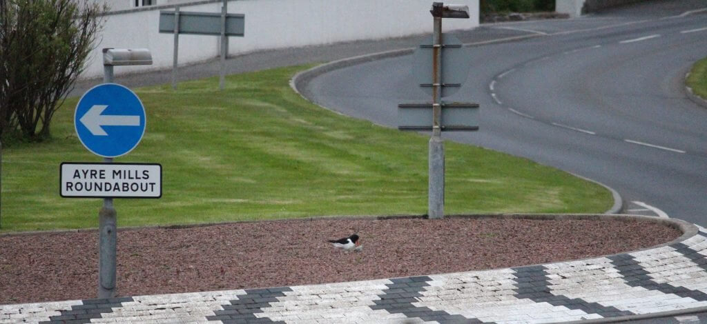The oystercatcher and the airport Roundabout