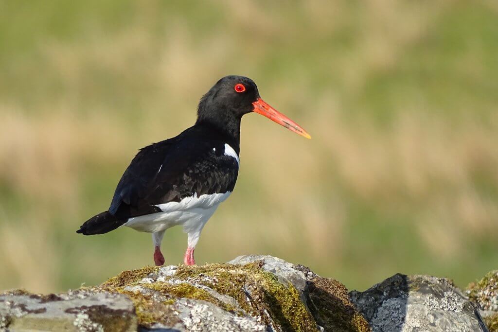 oystercatcher