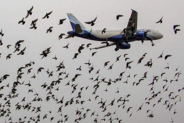 A flock of birds surround a plane on take-off