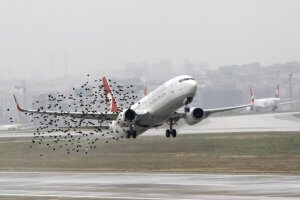 Bird strike – an increasing risk