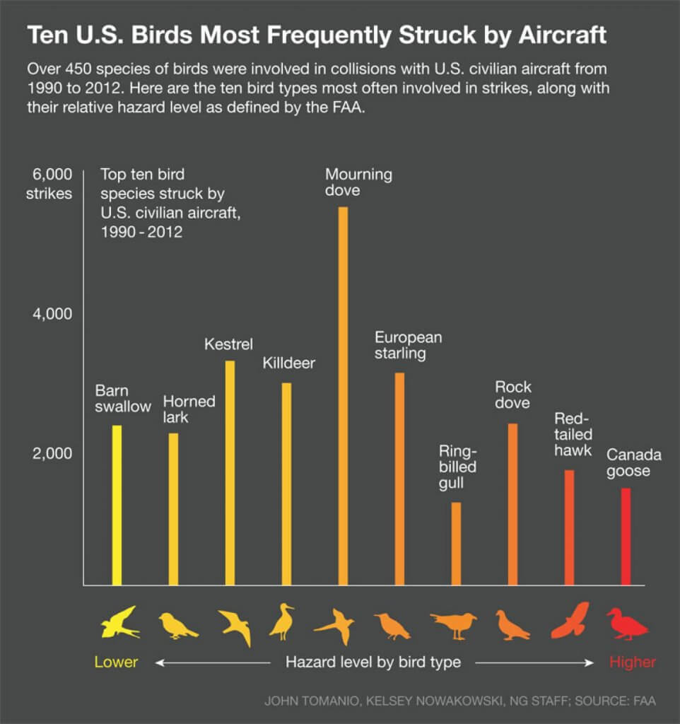 most common bird strikes in US by recorded species