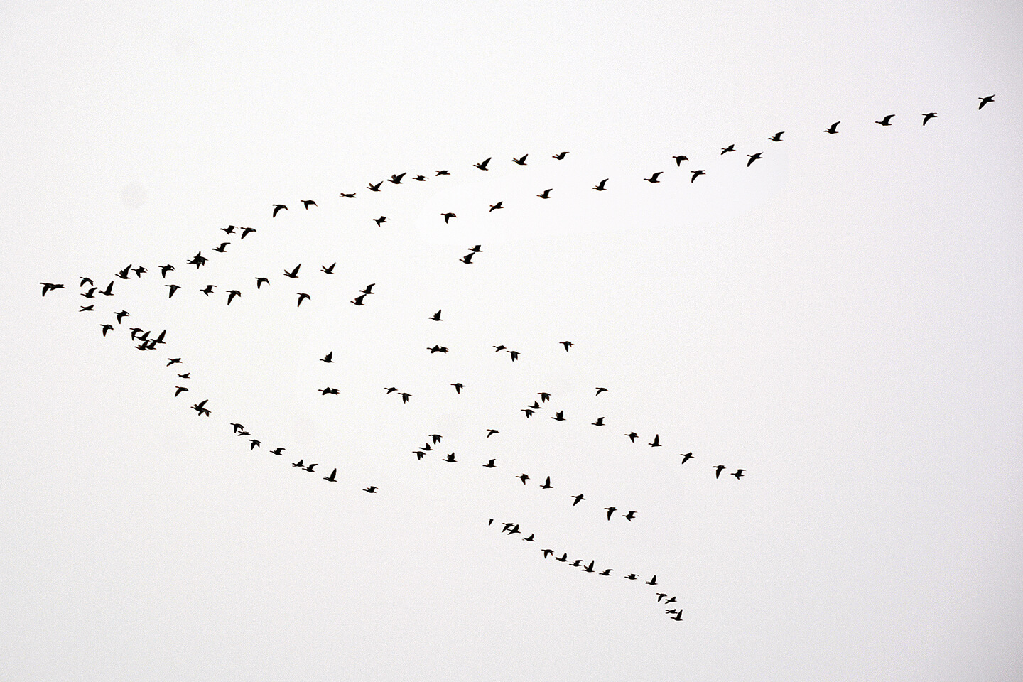 Bird strike flying geese