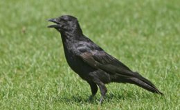 Crow