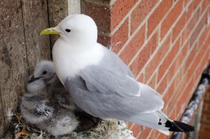 Adult seagull nesting on a wall ledge with two young chicks.