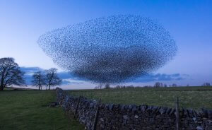 Murmuration of Starlings over fields with stone walls and trees in the background.