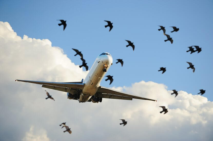 A jumbo jet flying with clouds and a flock of birds.