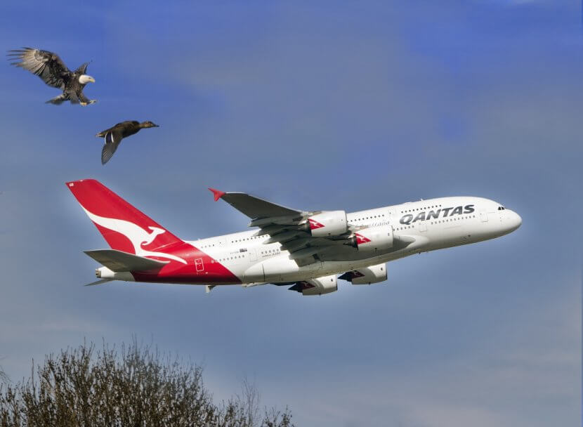 Realistic graphic depiction of Jumbo jet taking off with duck and eagle swooping