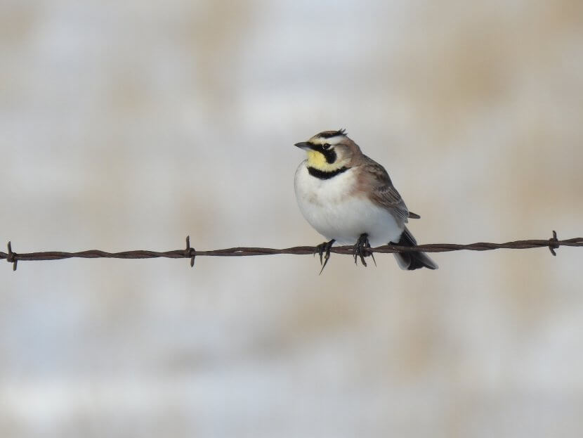 Horned Lark sitting on barbed wire fence.