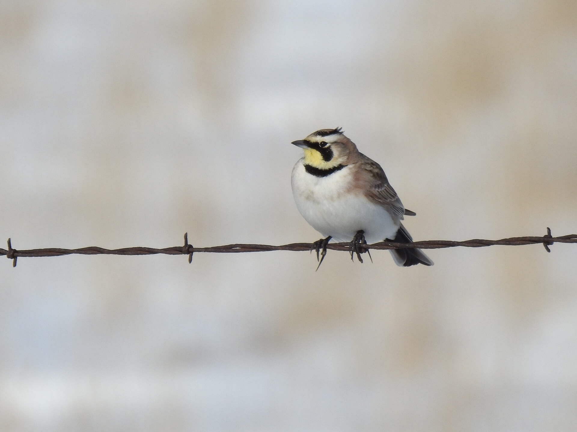 Horned Lark