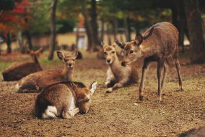 A herd of small fallow deer