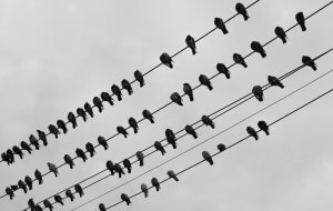 Flock of pigeons perching on six telephone wires.