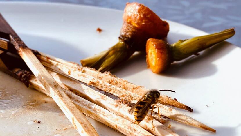 A wasp sits on wooden skewers on a white plate next to carrot tops.