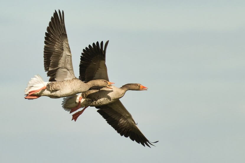 Two grey geese in flight with wings outstretched.