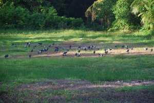 A flock of Sooty Terns on the ground with plastic models against vegetation.