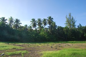 A flock of Sooty Terns on the ground against palm trees background.