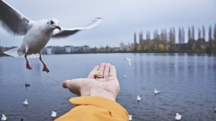 A hand holds out some bread for a seagull near a lake.