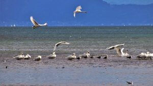 Birds flocking around a body of water.