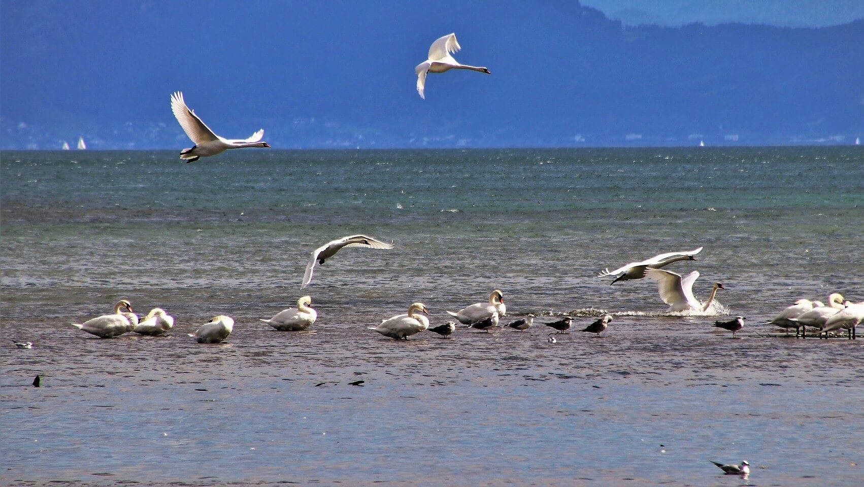 Birds flocking around a body of water.